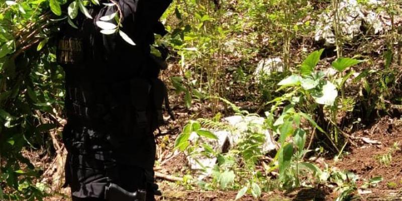 Destruyen plantaciones de ilícitos en Livingston, Izabal
