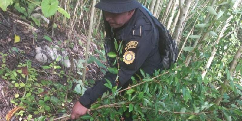 Localizan arbustos de coca en Livingston, Izabal