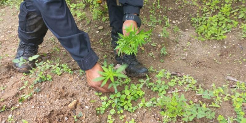 PNC erradica plantaciones de marihuana en Totonicapán