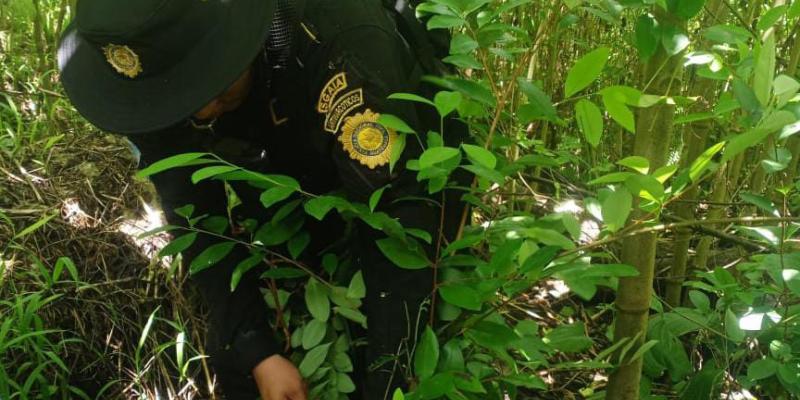 Erradican cultivos ilícitos valorados en más de Q100 mil