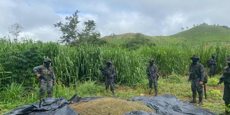 Ejército de Guatemala erradica plantaciones de matas de marihuana y arbustos de coca en los departamentos de Petén y Alta Verapaz.