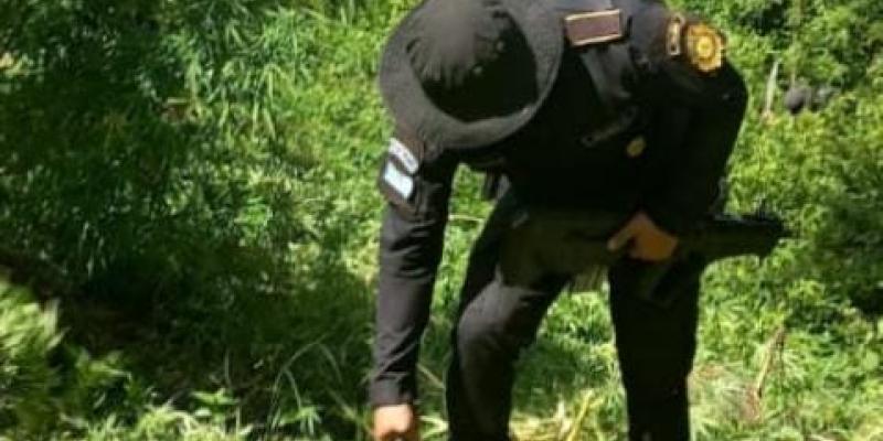 Erradican más de 71 mil matas de marihuana en Totonicapán