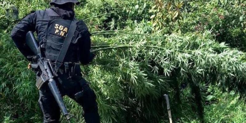 Erradican marihuana en Huehuetenango y Totonicapán