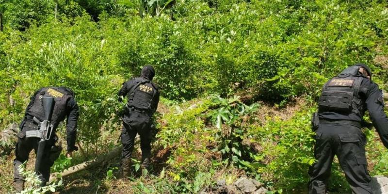 Erradican 25 mil arbustos de hoja de coca en Alta Verapaz