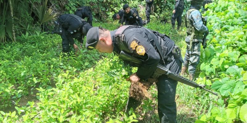 Erradican más de 172 mil arbustos de hoja de coca y 168 mil matas de marihuana en Izabal, Alta Verapaz y Petén