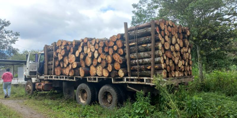 Capturan a persona por transporte ilegal de producto forestal
