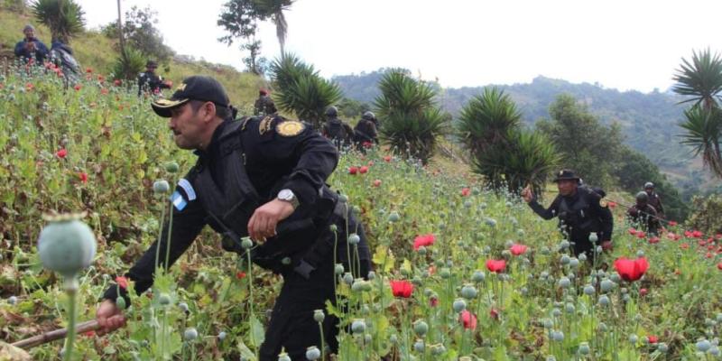 Localizan y erradican más de 198 mil matas de amapola en Tajumulco