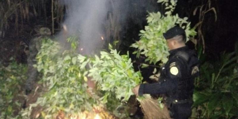 Erradican más de 48 mil arbustos de hoja de Coca en Izabal