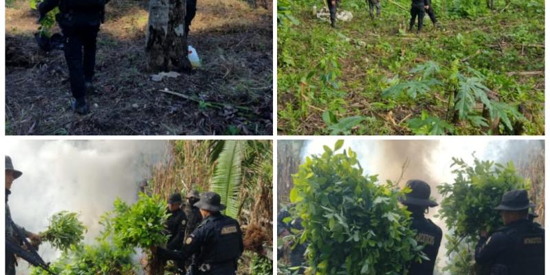 SGAIA erradica 316 mil arbustos de hoja de coca