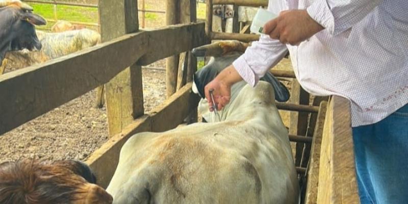 MAGA previene enfermedades en hato ganadero de Petén 