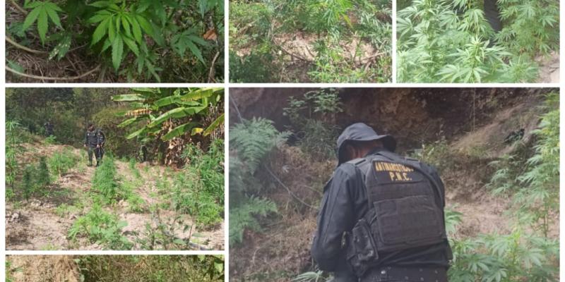 Erradican plantación de arbustos de hoja de coca en Izabal