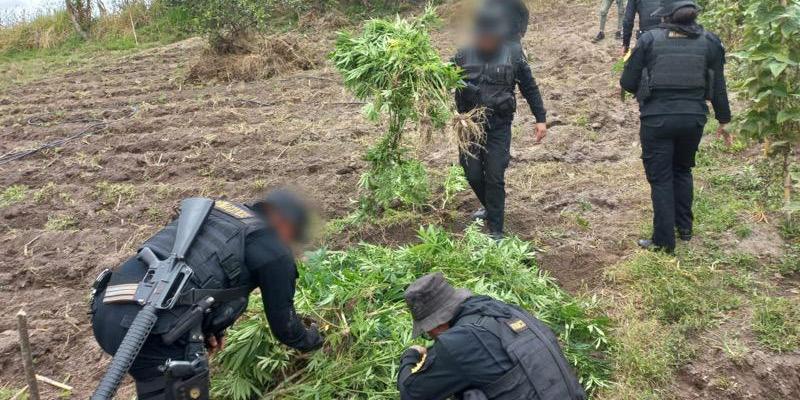 PNC erradica matas  de marihuana valoradas en Q22 millones