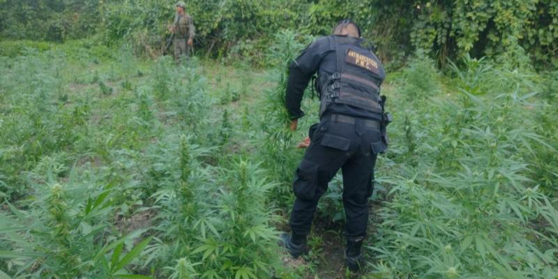 Erradican 48 mil matas de marihuana