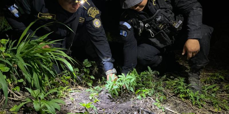 Erradican más de 117 mil matas de marihuana en Petén