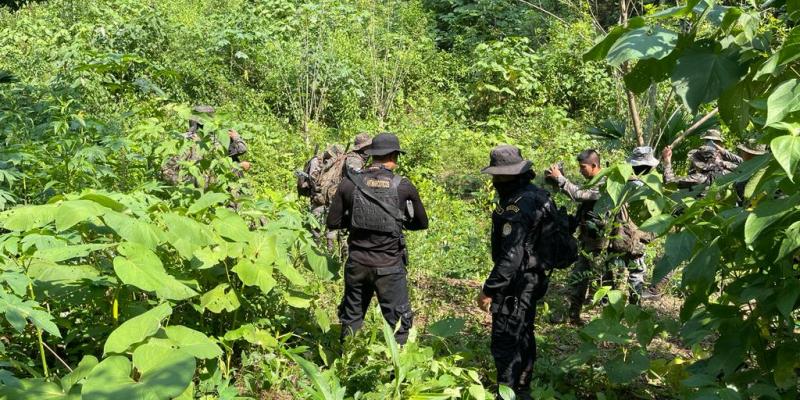 Erradican arbustos de hoja de coca valorados en Q81mil