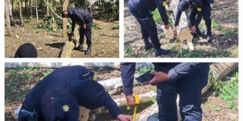 Capturan a 10 personas por usurpación y tala ilegal en área municipal
