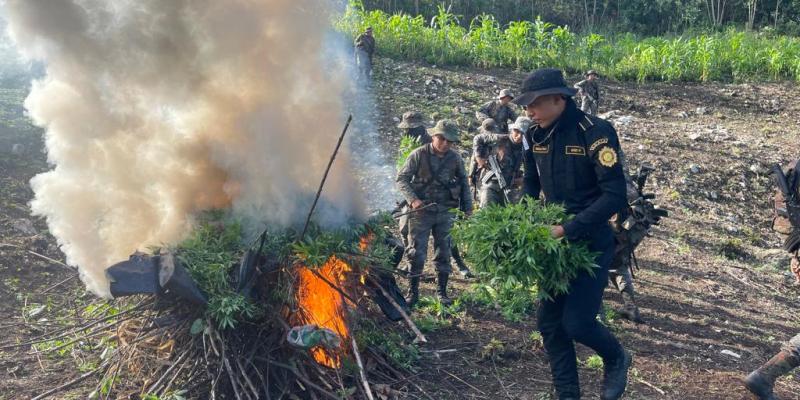 Erradicaciones de plantaciones ilícitas suman más de Q263 millones