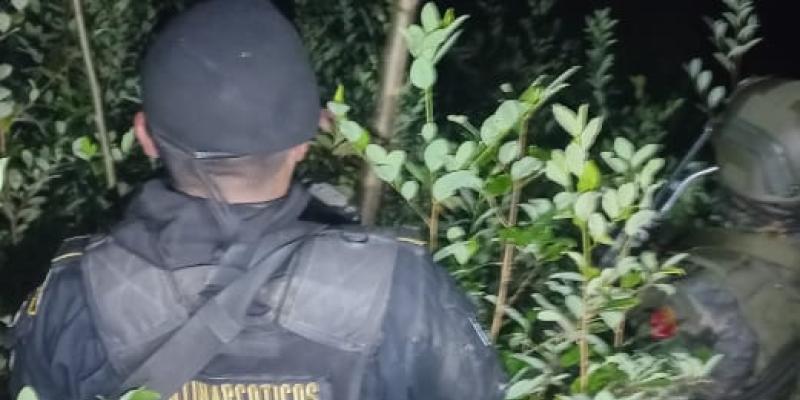 Erradican plantación de arbustos de hoja de coca en Alta Verapaz