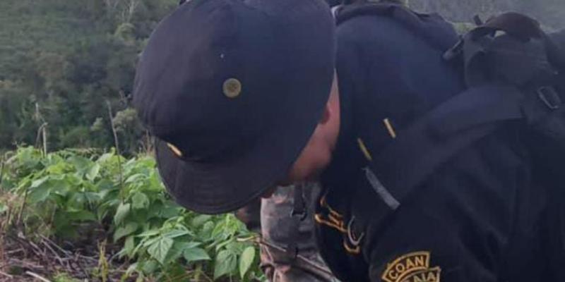 Erradican más de 8 mil matas de marihuana en Petén 