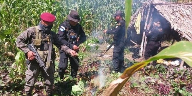 Erradican más de 30 mil matas de marihuana en Petén