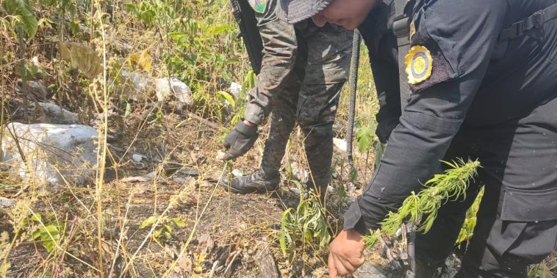 Erradican matas de marihuana valoradas en Q3 millones