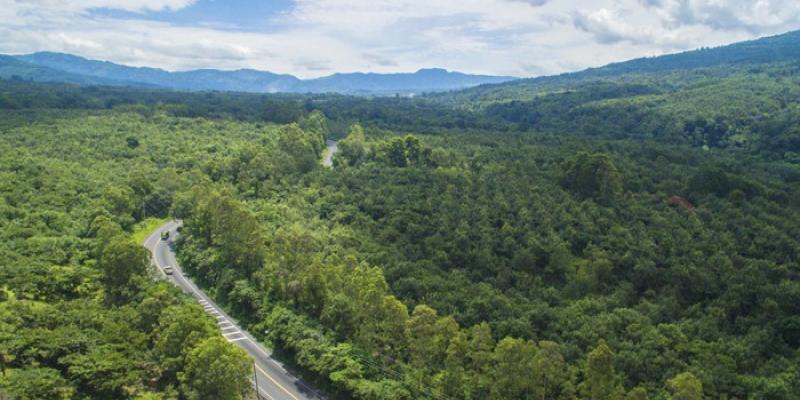 programas agroforestales