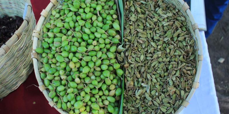 Guatemala es líder en exportación de cardamomo a nivel mundial