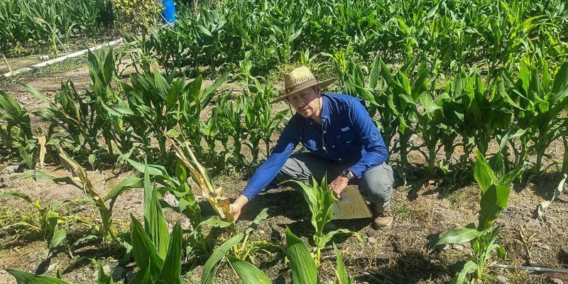 Maíz dulce y plantas ornamentales listas para exportación