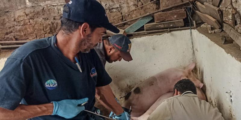 San Juan Comalapa libre de Peste Porcina