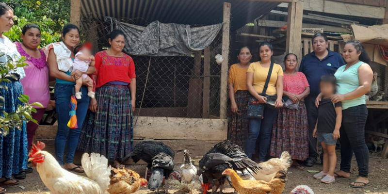 Promueven sistema sostenible de crianza de aves criollas