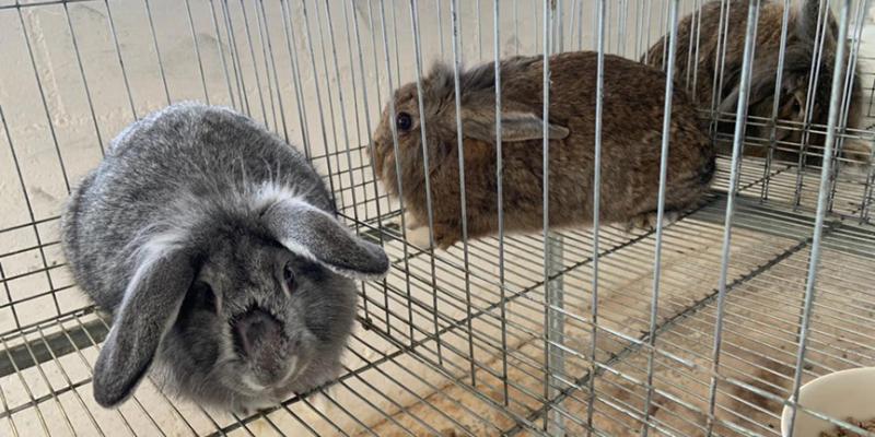 Conozca el proceso de reproducción adecuada de los conejos