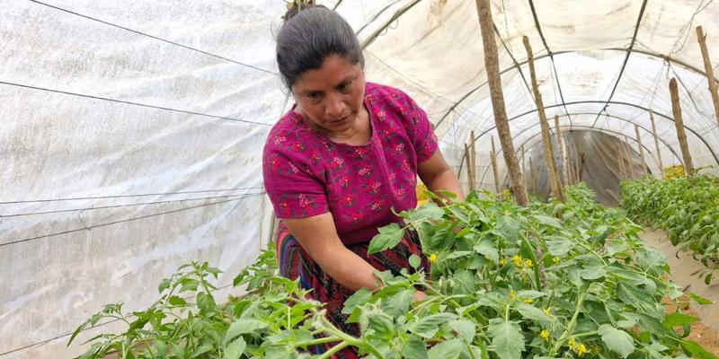 Diversifican cultivos para mejorar ingresos familiares