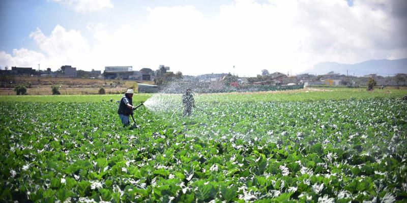 Fin de semana será caluroso, aplique estos consejos agrícolas 