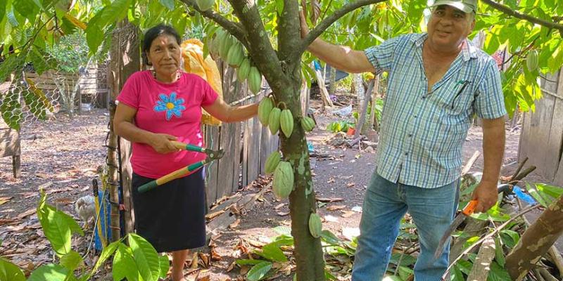 Fortalecen producción de frutas tropicales en Petén