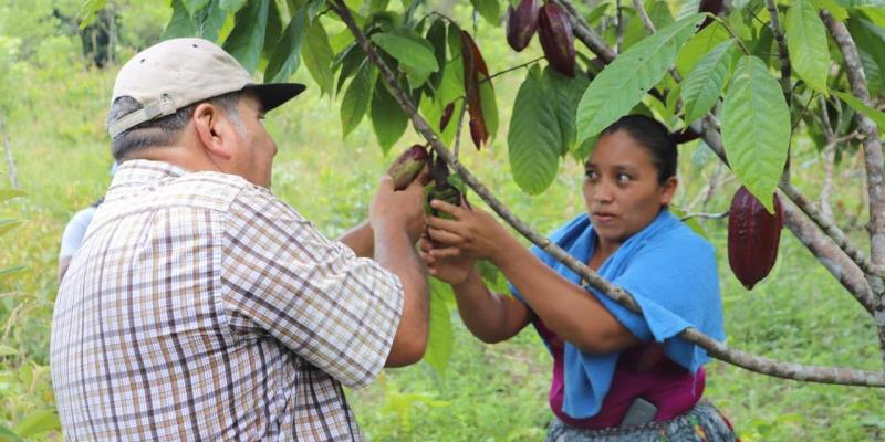 Cacao de Petén un impulso a la economía nacional