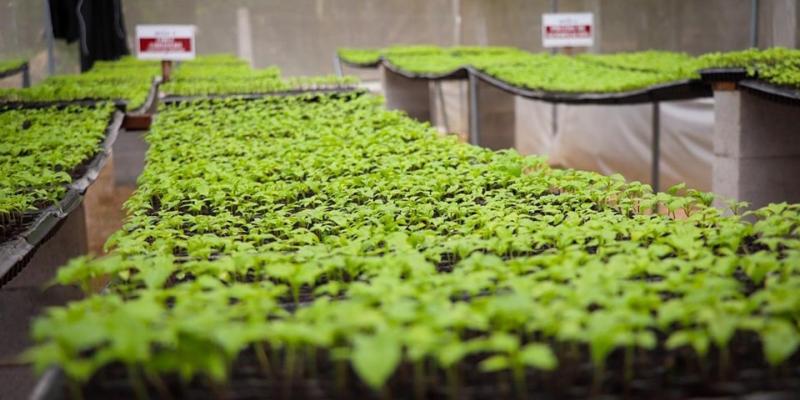 Conozca el procedimiento para obtener pilones de hortalizas en Petén