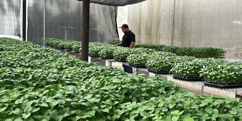 Hortalizas tropicalizadas un impulso para el desarrollo agrícola en Petén
