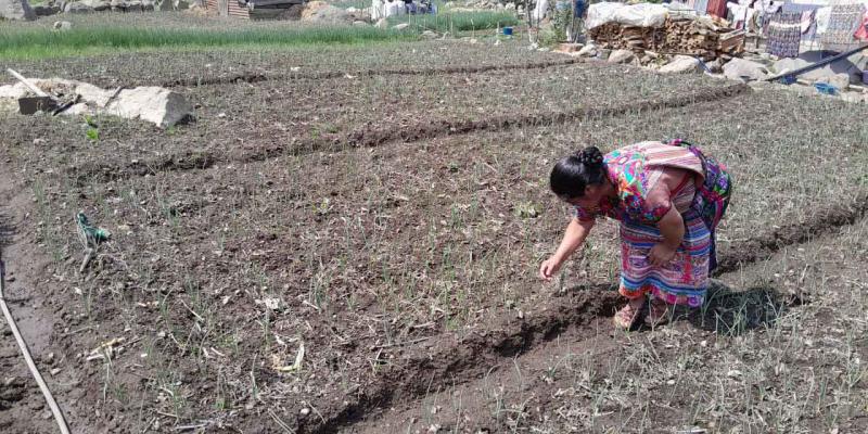 Productoras de cebolla reciben apoyo técnico para la implementación de parcelas de aprendizaje