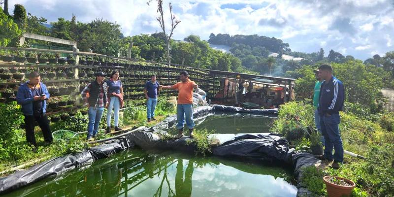 Productoras y productores porcinos exploran nuevas oportunidades con la producción de tilapia