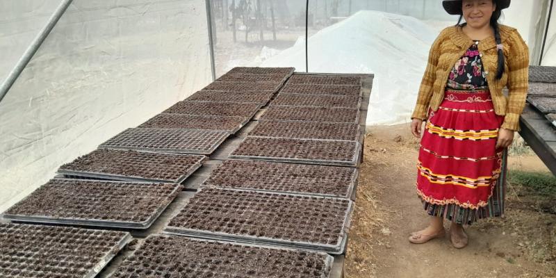 Productoras de occidente reciben mil doscientos pilones de tomate