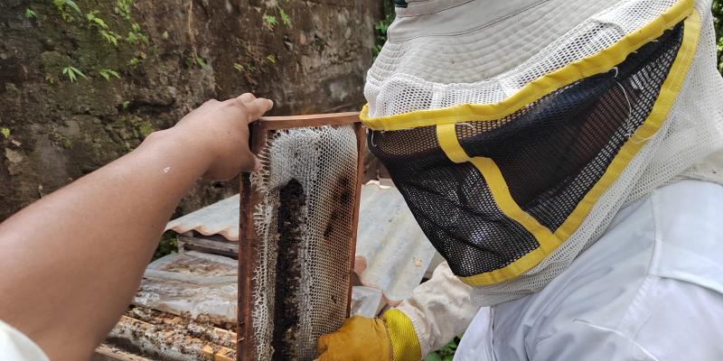 Capacitan apicultores de Sayaxché, Petén