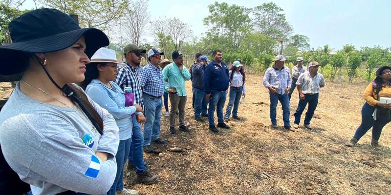 Conocen fincas de ganadería sostenible en Petén