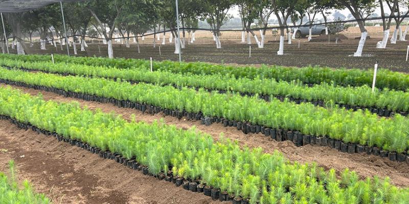 Conozca el Vivero Agroforestal La Alameda