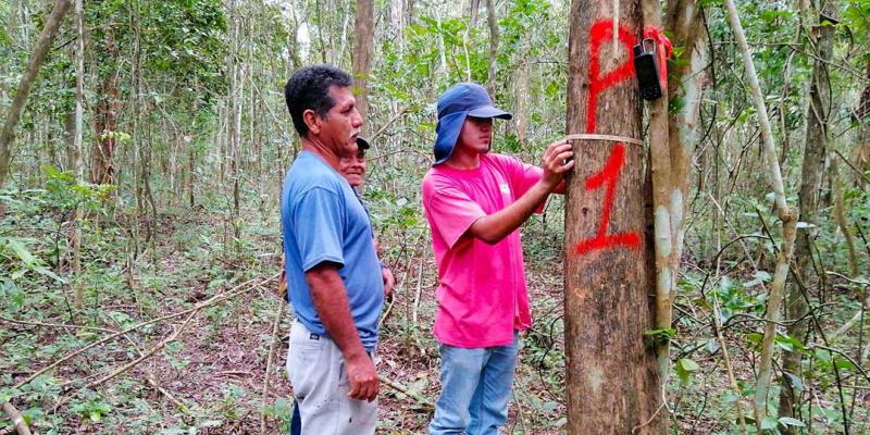 Fortalecen planes de manejo forestal en Petén
