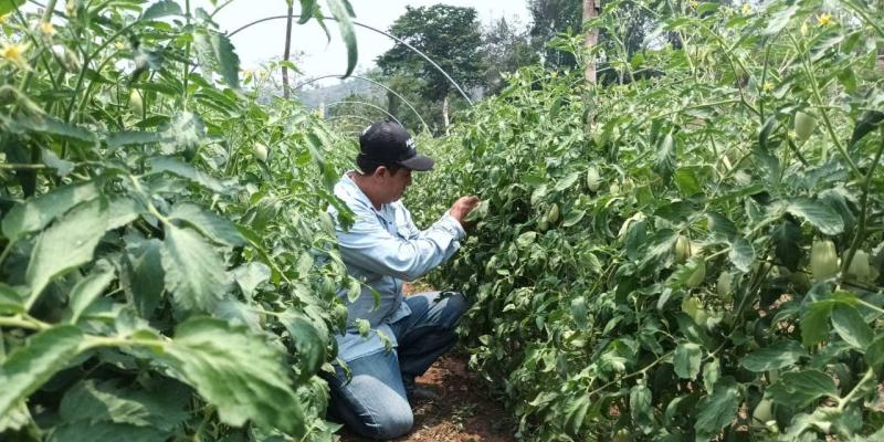 Impulsan la optimización de la producción de hortalizas en Melchor de Mencos, Petén