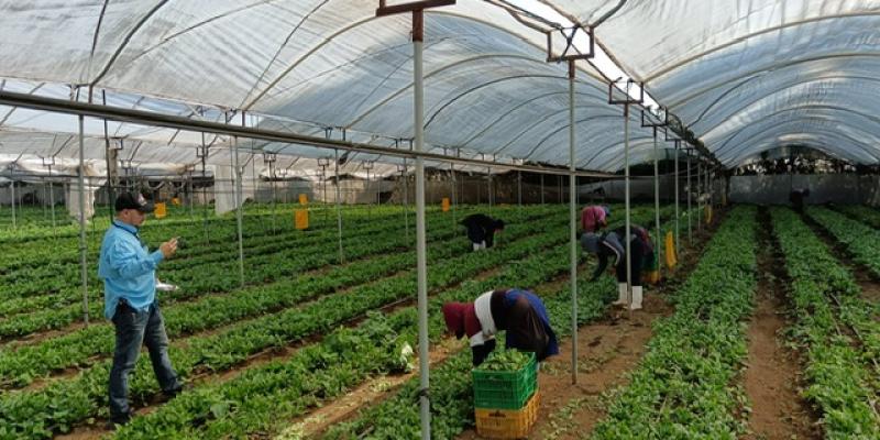 La sanidad vegetal protege el patrimonio agrícola