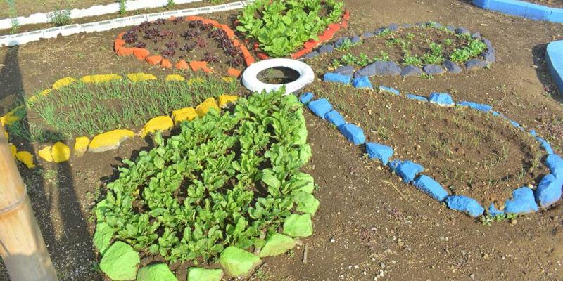 Los Huertos Escolares claves para la agricultura familiar