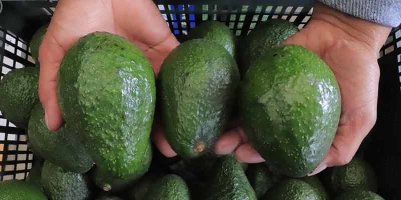 Dan seguimiento a proceso de recepción de observaciones para exportación de Aguacate Hass