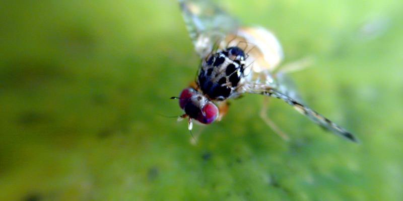 Acciones para frenar la propagación de la mosca del Mediterráneo