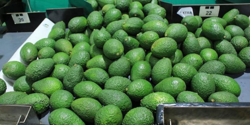 Conozca las características de las variedades de aguacate guatemalteco